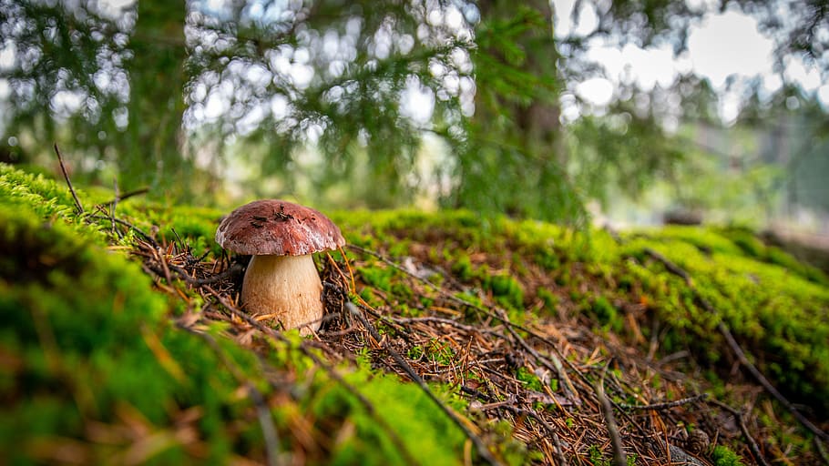 mushroom, forest, moss, white, boletus, bor, spruce, autumn HD wallpaper
