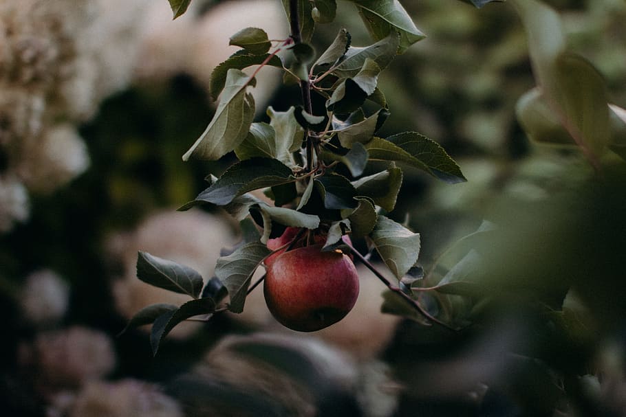 round red fruit on tree, apple, leaf, forest, woodland, harvest HD wallpaper