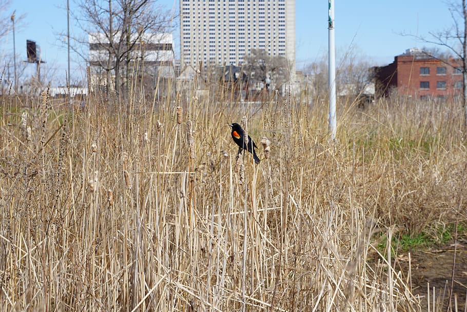 red-winged blackbird, city, state park, detroit, nature, scenic, HD wallpaper