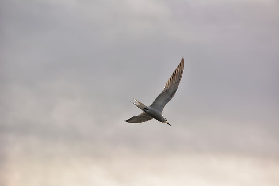 mongolia, ulaanbaatar, flying, animal wildlife, animals in the wild HD wallpaper