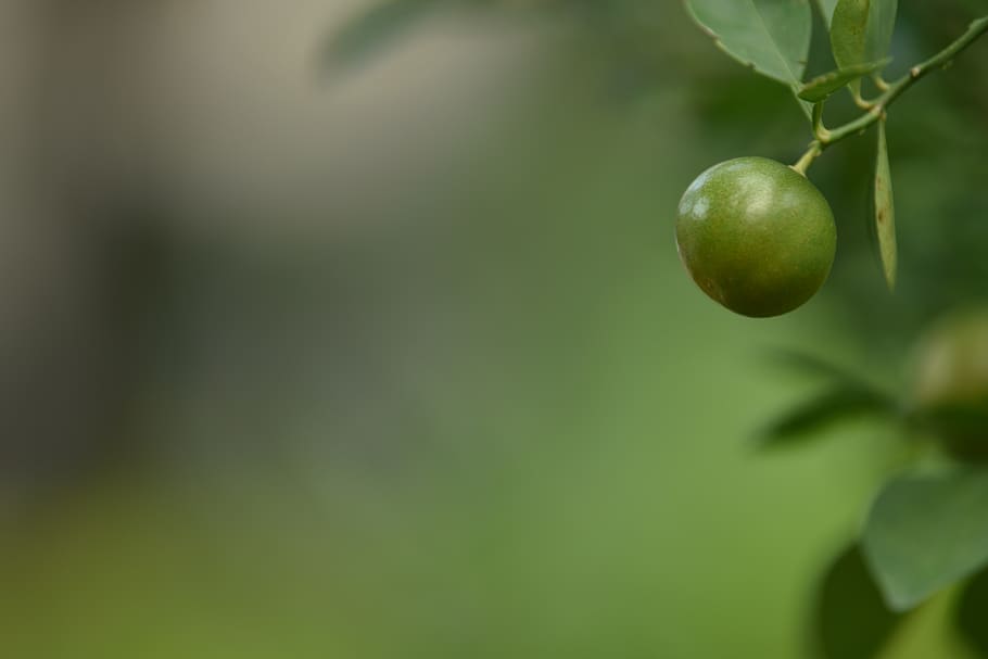 tree, plant, lemon, lamonade, organge, start, startup, beginning HD wallpaper