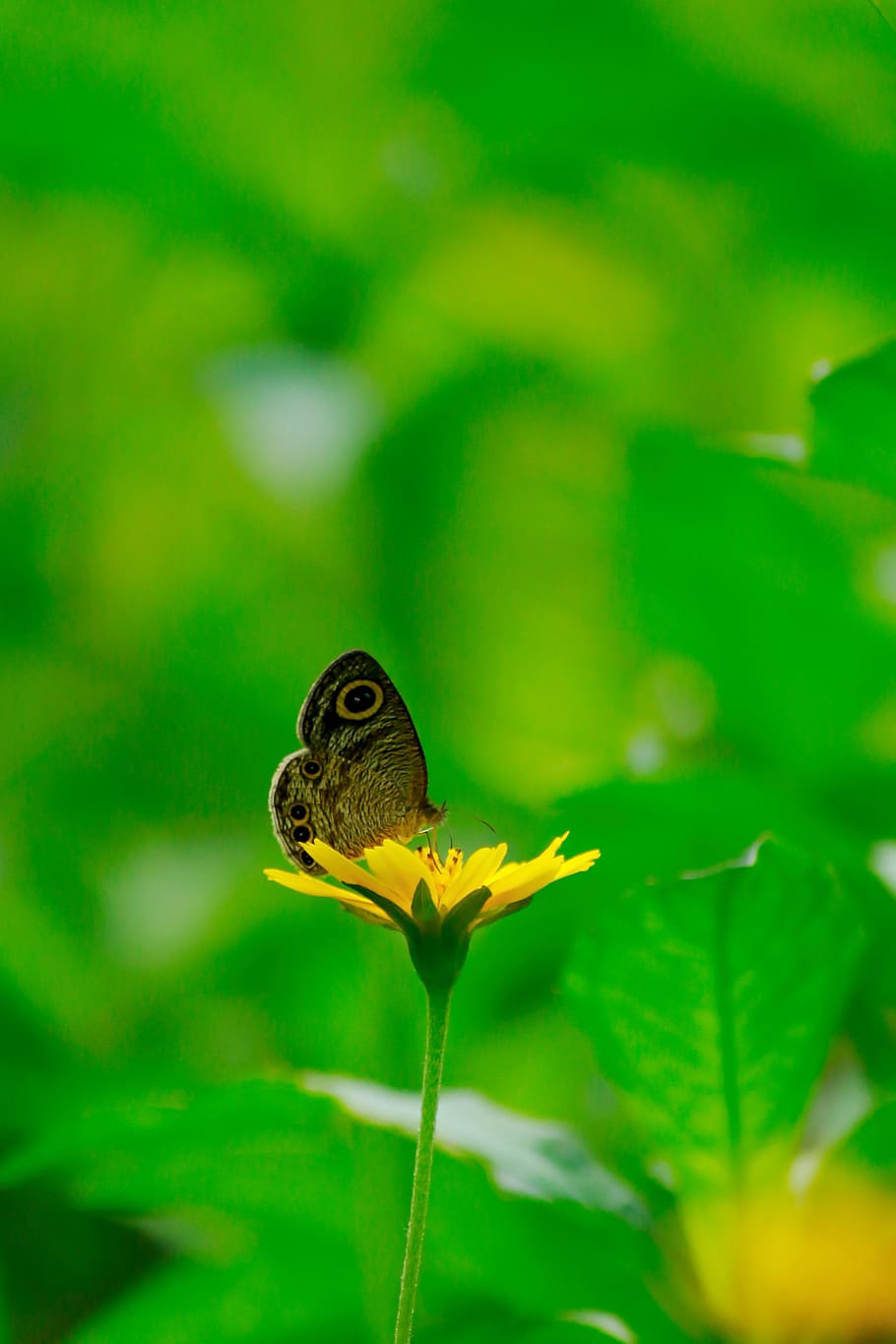 common four-ring, common four ring, butterfly, brown, green HD wallpaper