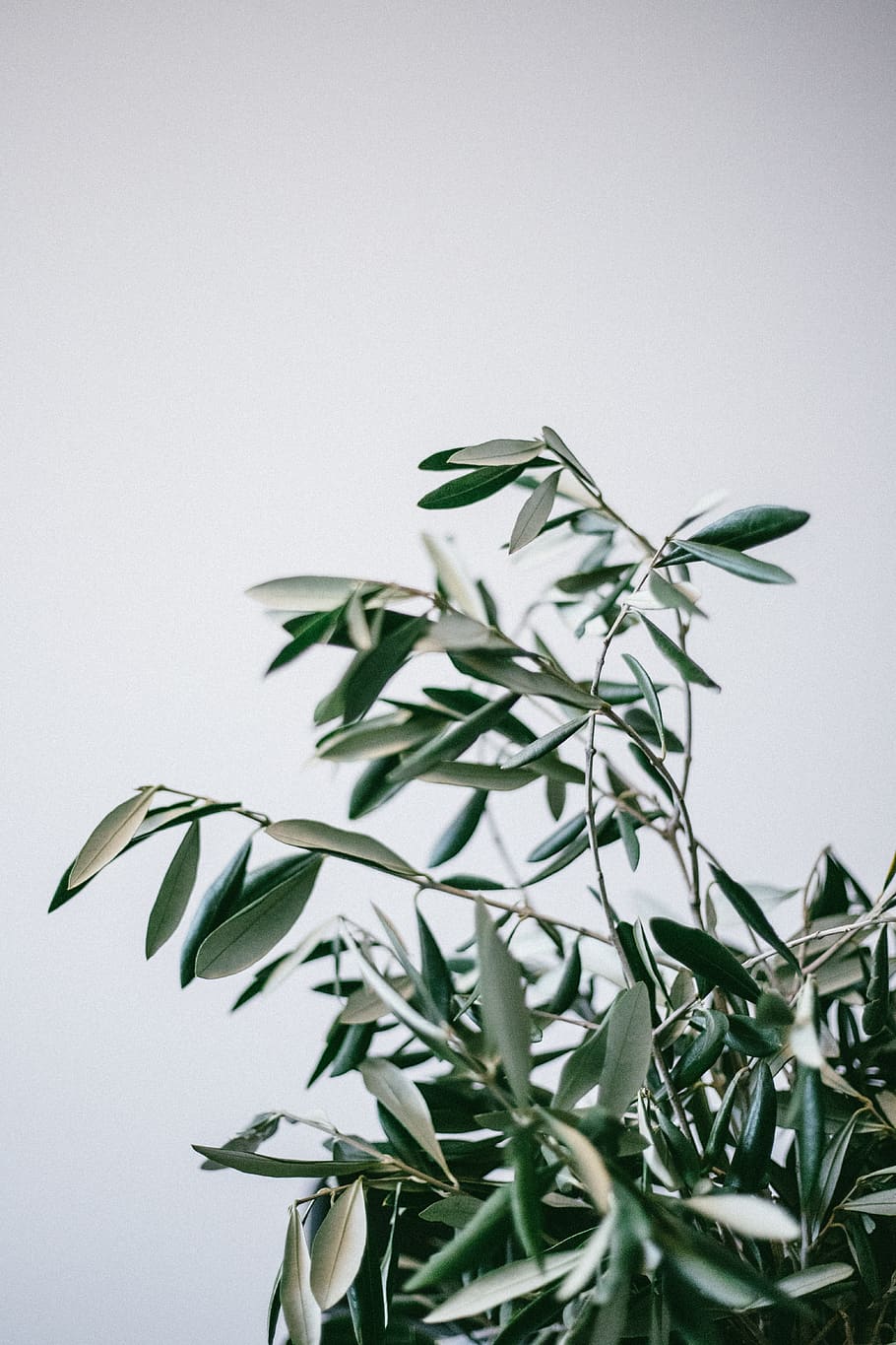 green plant, plant part, growth, leaf, nature, white background HD wallpaper