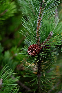 pine, siberian dwarf pine, conifer, pine green, pine needles HD wallpaper