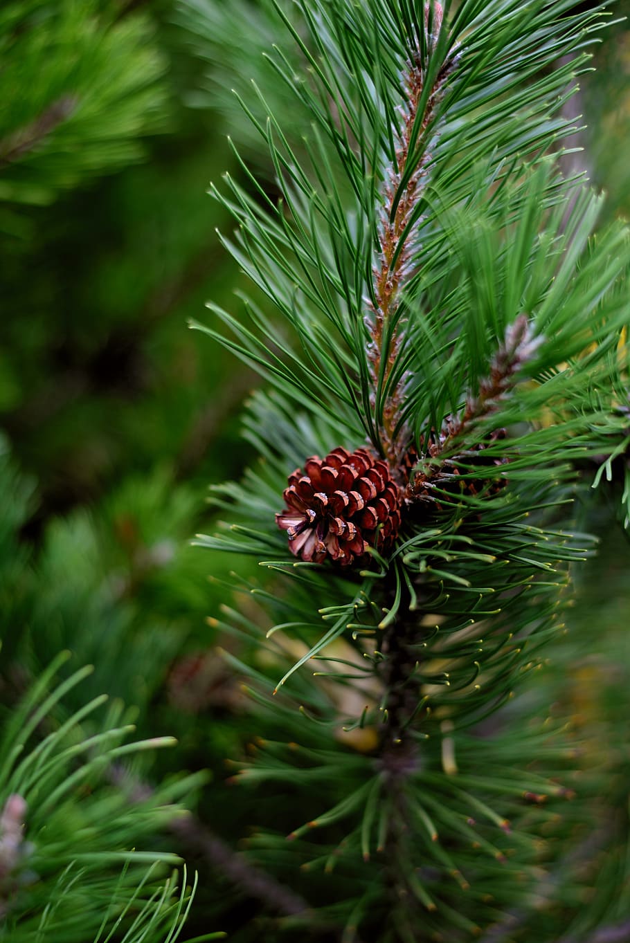 pine, siberian dwarf pine, conifer, pine green, pine needles HD wallpaper