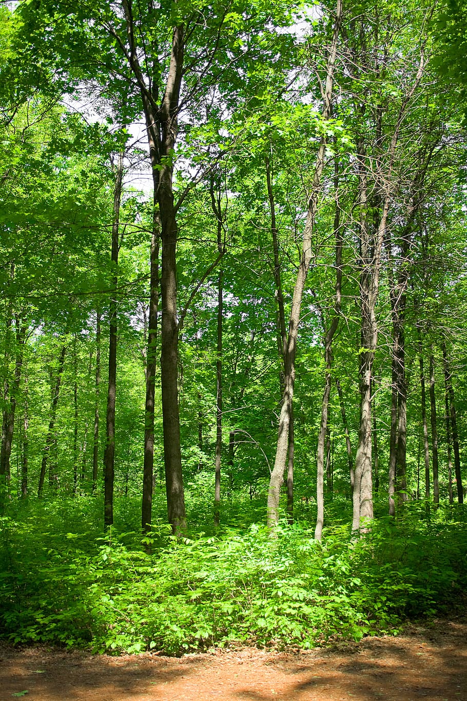 con2011, environment, environmental, green, image, nature, peace HD wallpaper