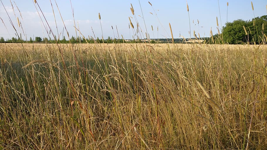 brown grass field, plant, food, produce, united kingdom, suffolk HD wallpaper