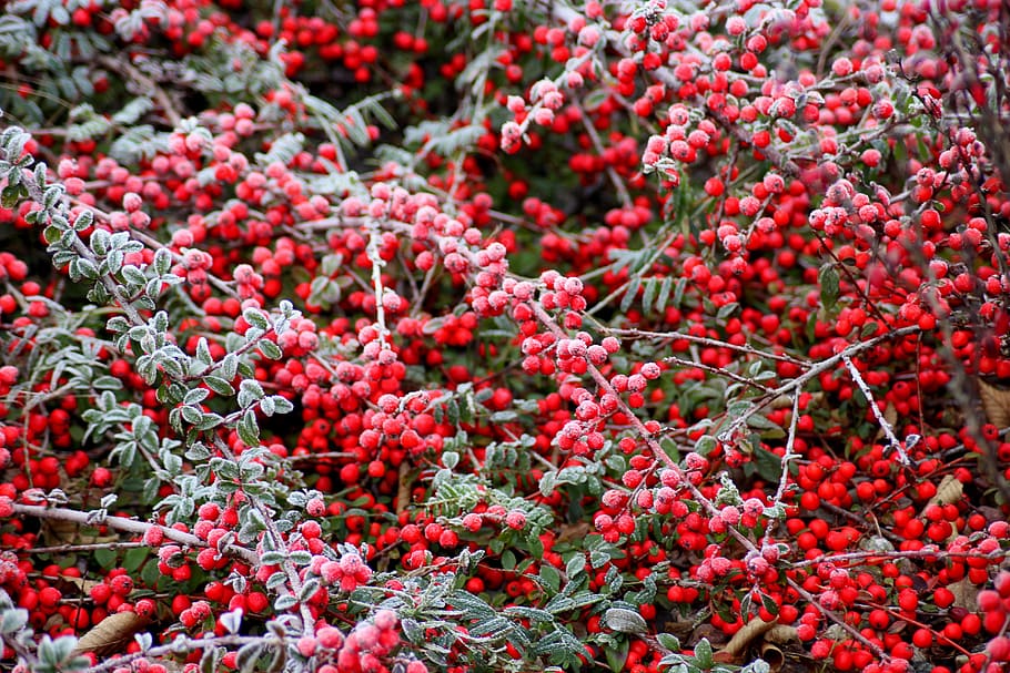 cotoneaster, bush, winter, frost, fruit, red, beads, shrubs HD wallpaper