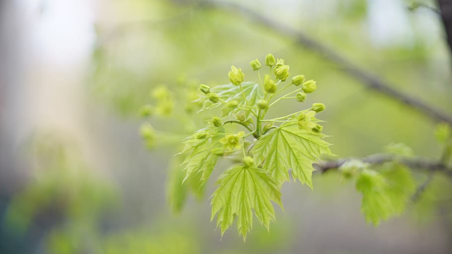 flower, spring, blossom, flora, blooming, tree, plant, growth HD wallpaper