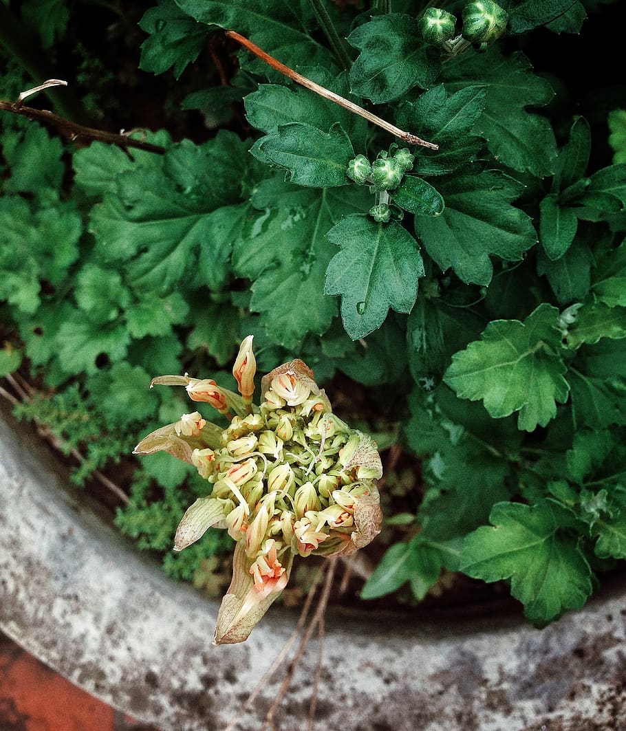 vietnam, flower, tree, beautiful, plant part, leaf, growth HD wallpaper