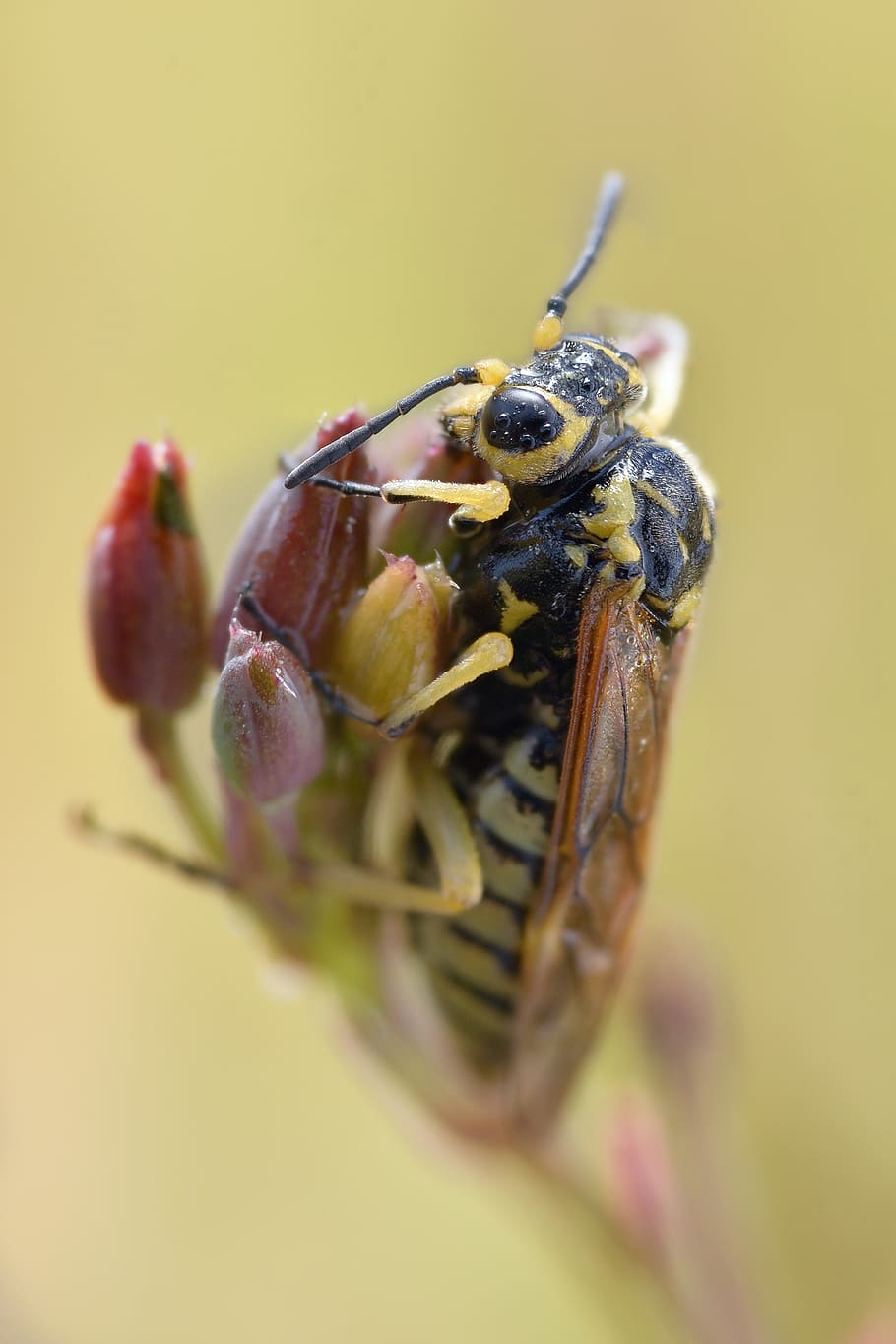 macro, bee, insect, bees, honey, pollen, nature, wings, flower HD wallpaper
