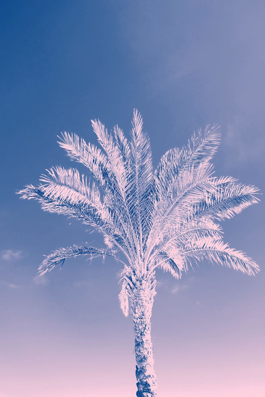 Low Angle Photo of Coconut Tree, bright, color, daylight, landscape HD wallpaper