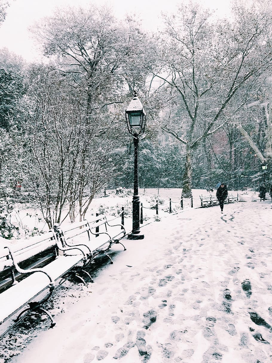 snow, cold temperature, winter, tree, street, street light HD wallpaper