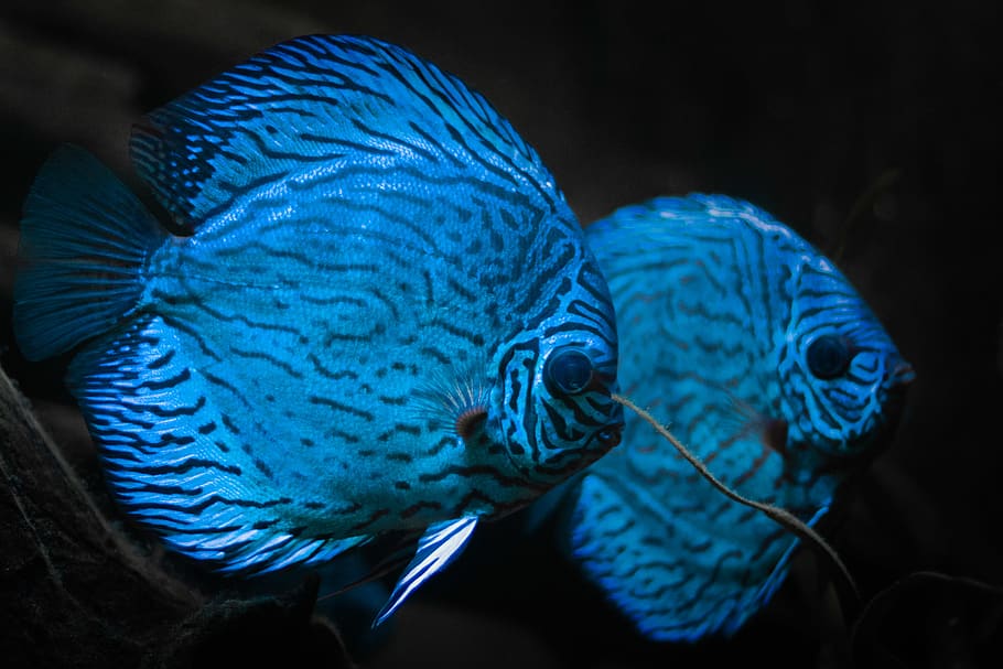 two blue discus fish, animal themes, one animal, animal wildlife HD wallpaper