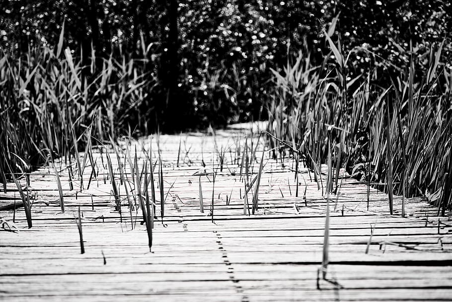 path, pier, nature, plant, growth, no people, water, day, tree HD wallpaper