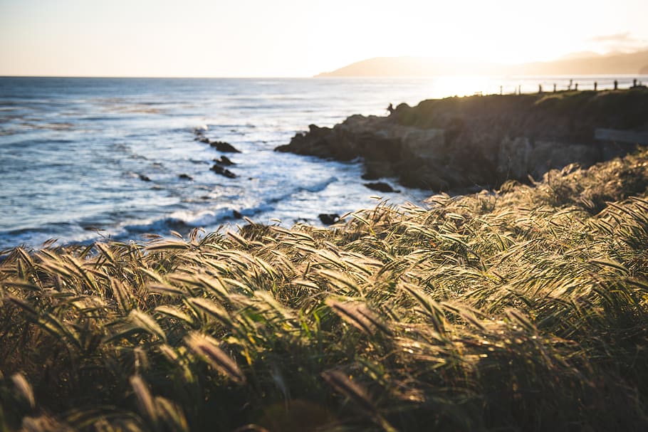 brown grass on cliff on front ocean, sea, water, land, beach HD wallpaper