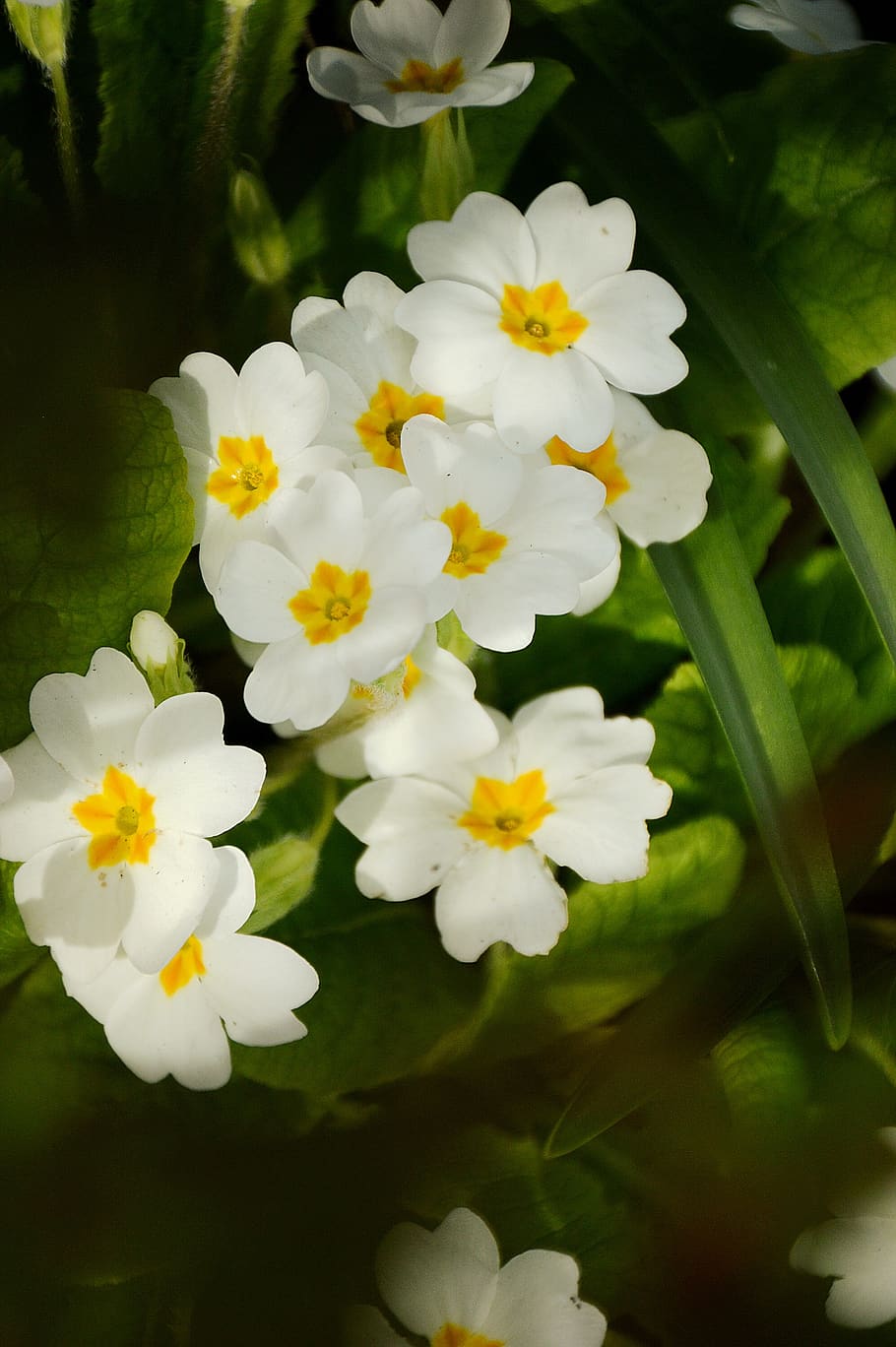 flower, primrose, spring, nature, garden, leaf, botany, decoration, HD wallpaper