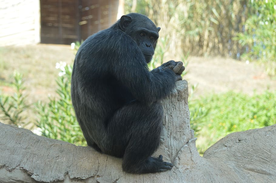 chimpanzee, primate, hominid, monkey, mammals, animal wildlife HD wallpaper
