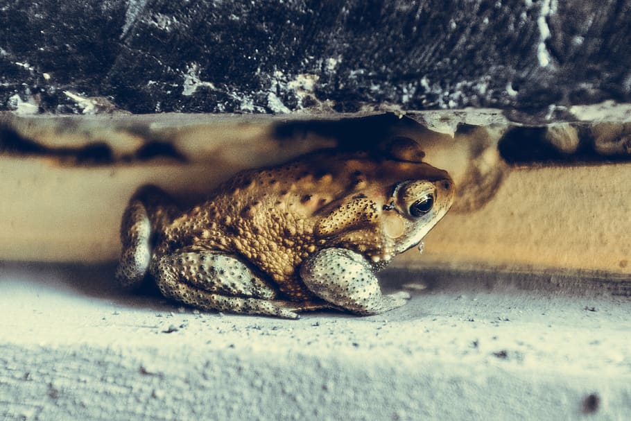 frog, gray, rock, stone, belgium, animal, one animal, animal themes HD wallpaper