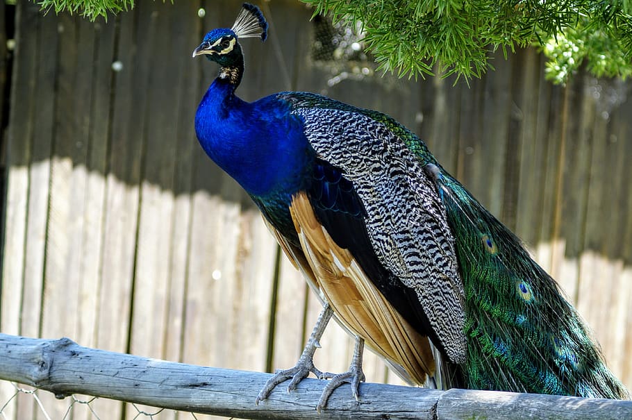 south africa, mpongo, picoc, bird, cloroful, animal wildlife