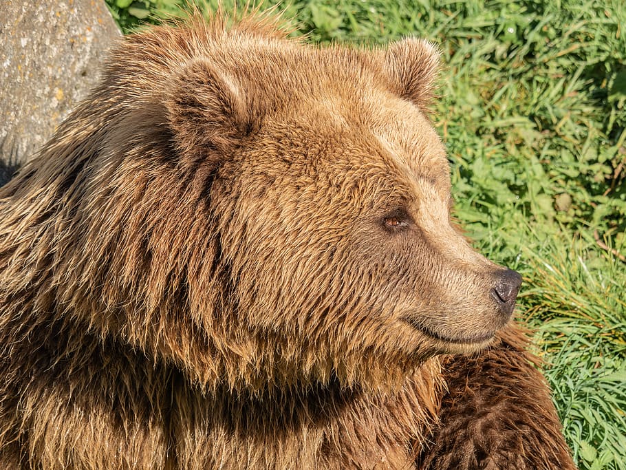 bear-brown-bear-fur-nature-park.jpg