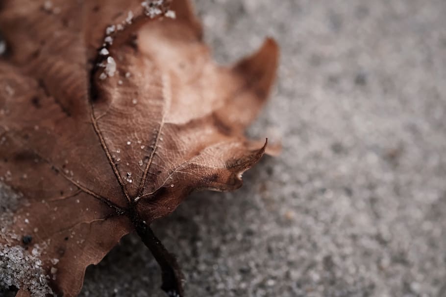 botany, macro, focus, sand, leaf, small, little, beach, nature HD wallpaper