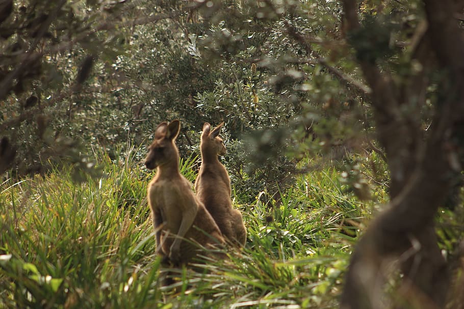 two brown kangaroo, animal, mammal, wallaby, cat, pet, wildlife HD wallpaper