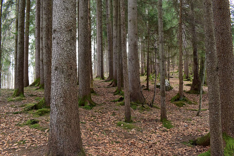 germany, oberstdorf, green, forest, labyrinth, trees, winter, HD wallpaper