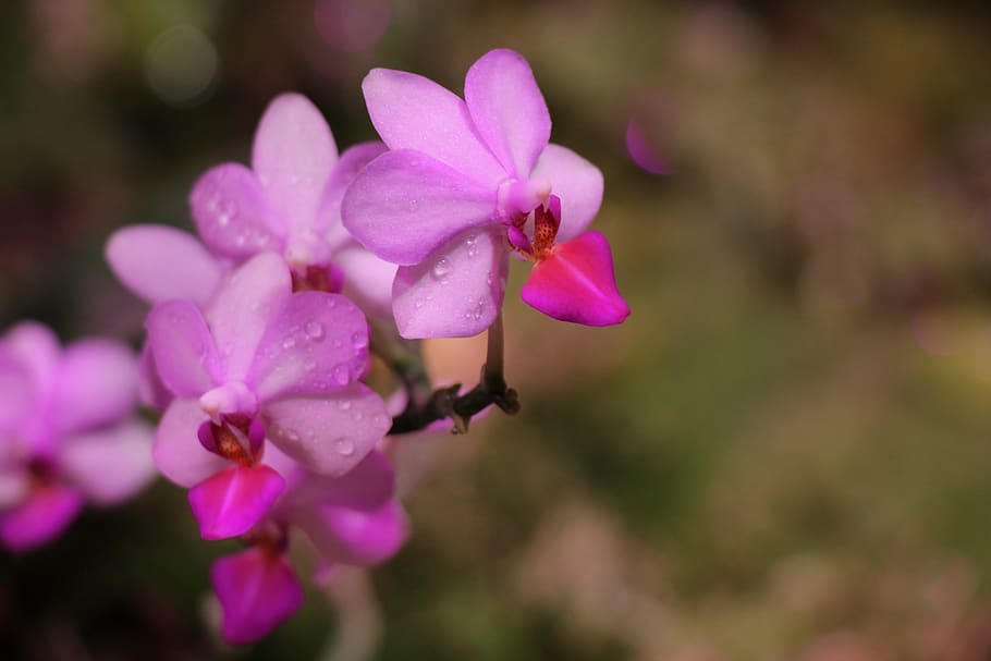 orchid, flower, bloom, flora, tropical, exotic, pink, orchids HD wallpaper