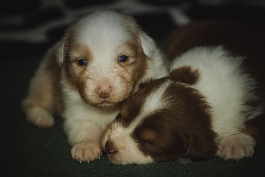 aussie, dog, baby, shepherd, australian, puppy, mammal, domestic HD wallpaper