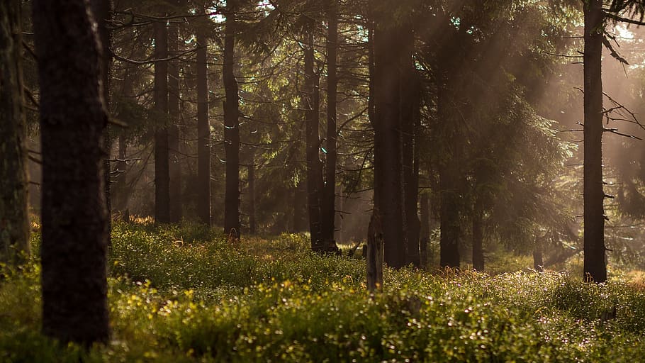 forest, rays, sun, light, shining, through, foliage, brushwood HD wallpaper