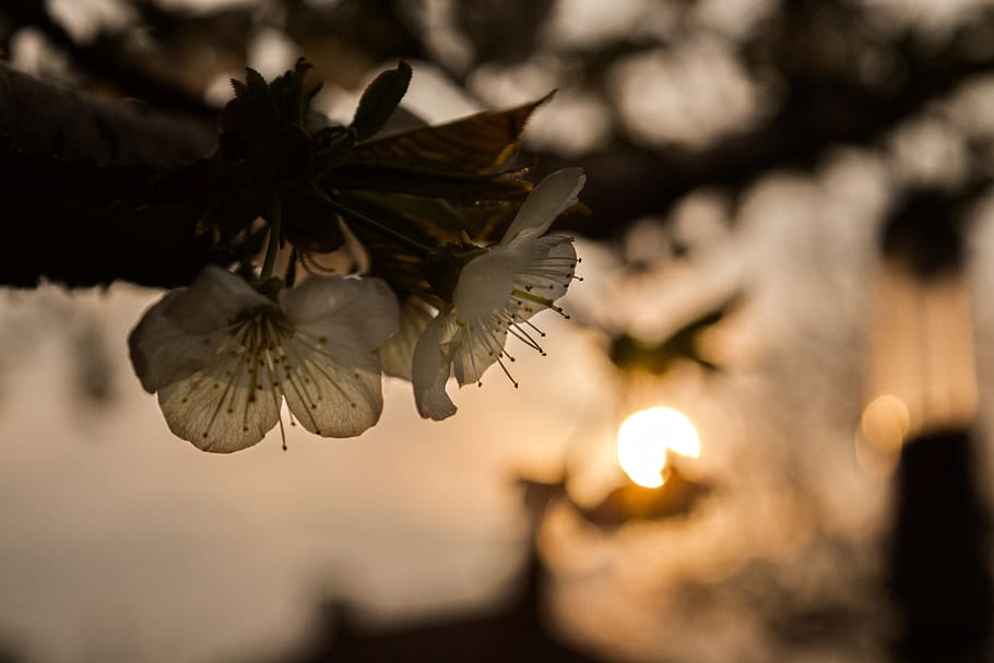flower, cherry, sunset, nature, petals, blooming, season, spring HD wallpaper