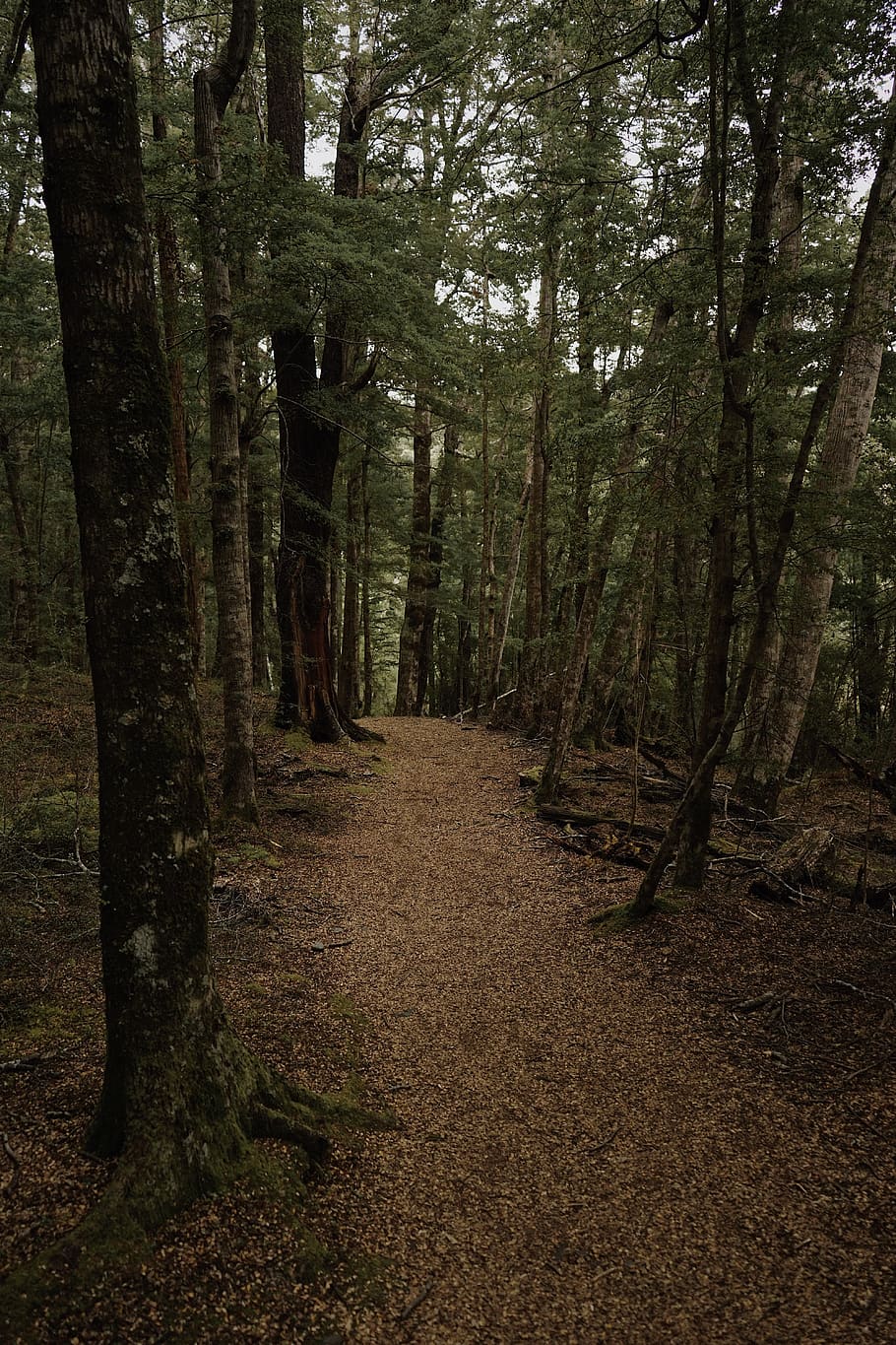 green rainforest, tree, land, plant, tranquility, direction, woodland HD wallpaper
