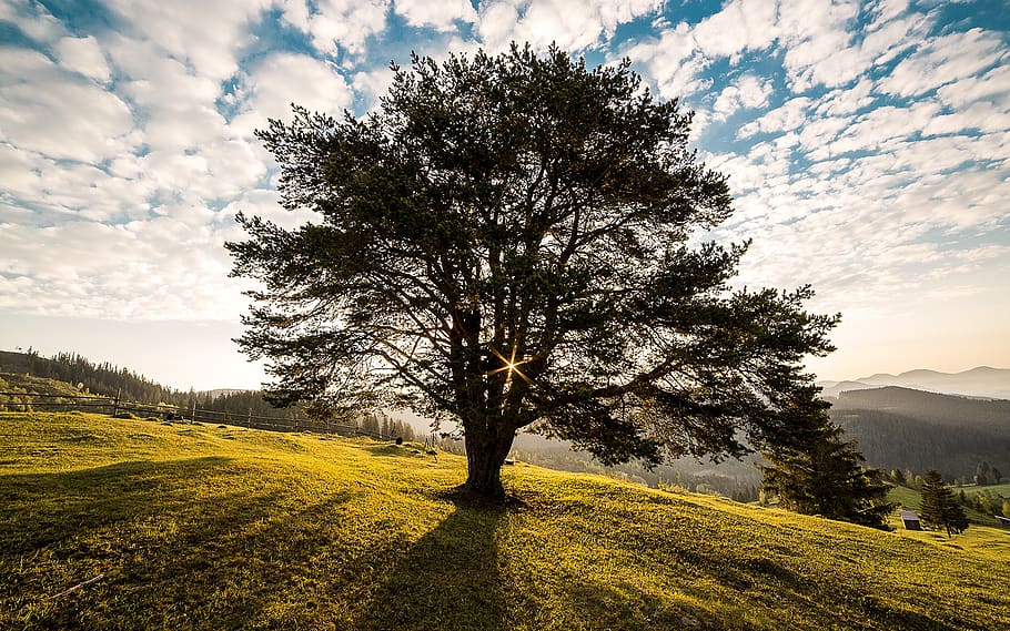 Green Leafed Tree on Mountain, campulung, dawn, fields, landscape HD wallpaper