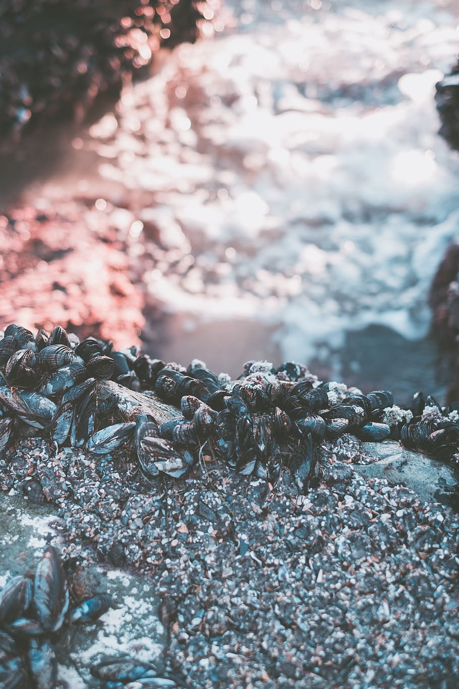 clamp shell lot, rock, day, selective focus, nature, close-up HD wallpaper