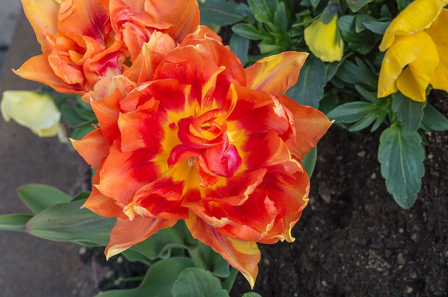 aalborg, denmark, red, orange, nature, flower, orange flower HD wallpaper