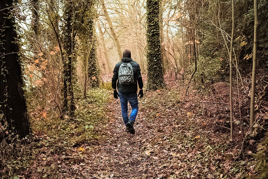 tree, forest, leave, backpack, walking, man, standing, sun HD wallpaper