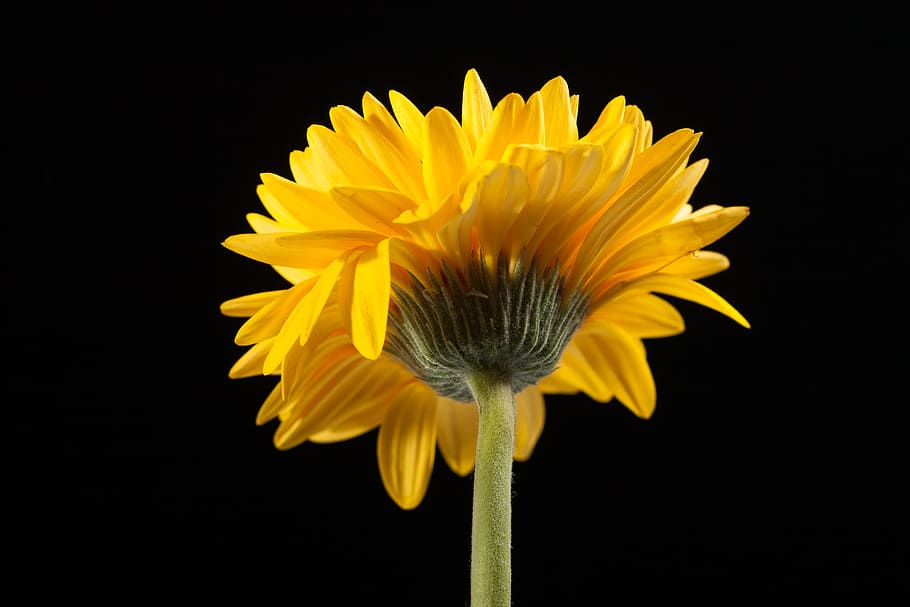 beautiful, red, gerbera, stem, isolated, black, closeup, flower HD wallpaper
