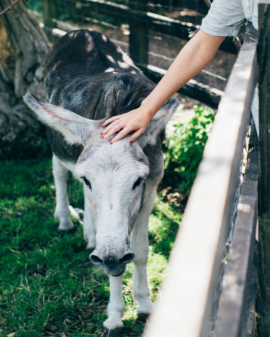 gray horse petted, donkey, animal, person, human, people, mammal HD wallpaper