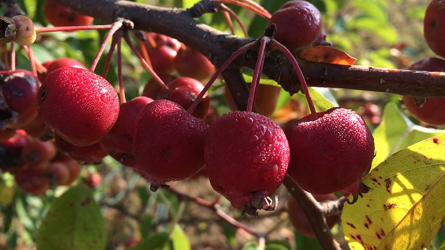 red, morning, dew, apple, water drop, tree, fruit, food and drink HD wallpaper