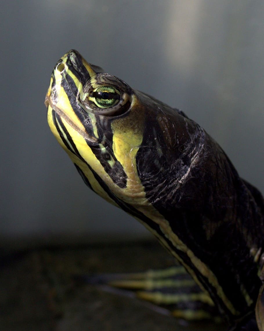 turtle, florida, reptile, one animal, animal themes, animal wildlife HD wallpaper