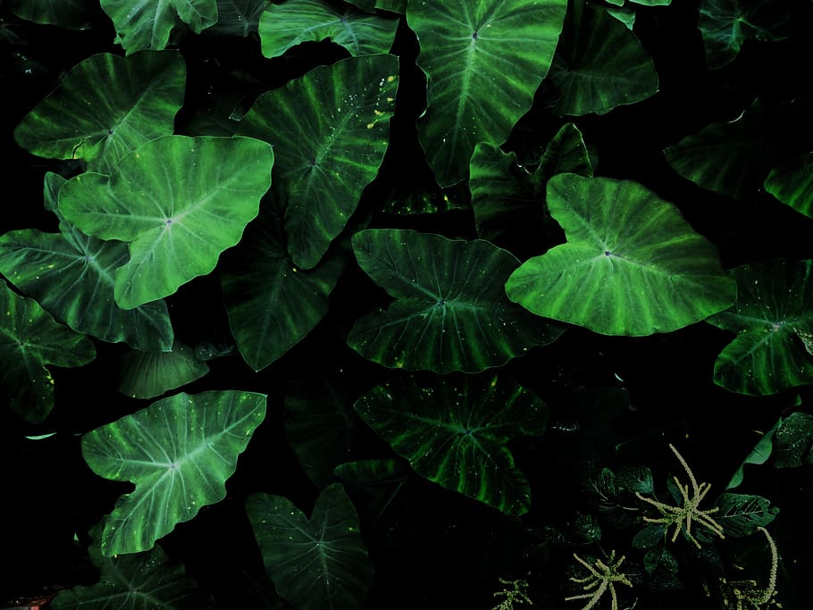 Green Tarot Plant, botanical, color, ecology, environment, flora HD wallpaper