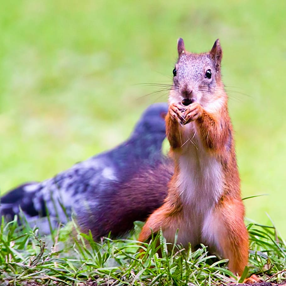 squirrel, red, cute, forest, wild, animal, mammal, north, tail HD wallpaper
