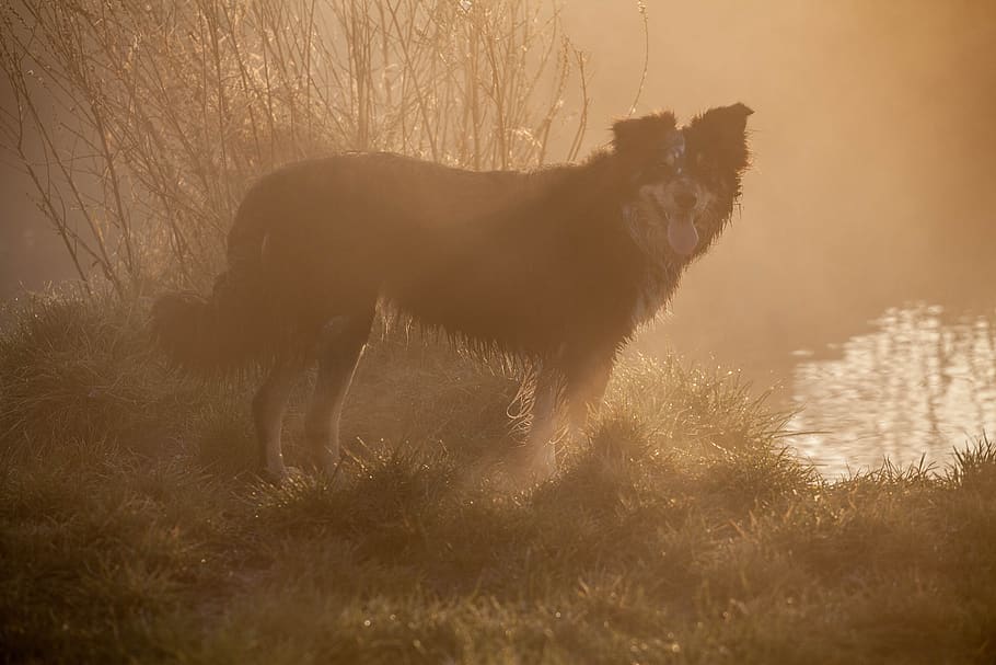 dog, mist, collie, wet, dawn, landscape, autumn, winter, outdoor HD wallpaper
