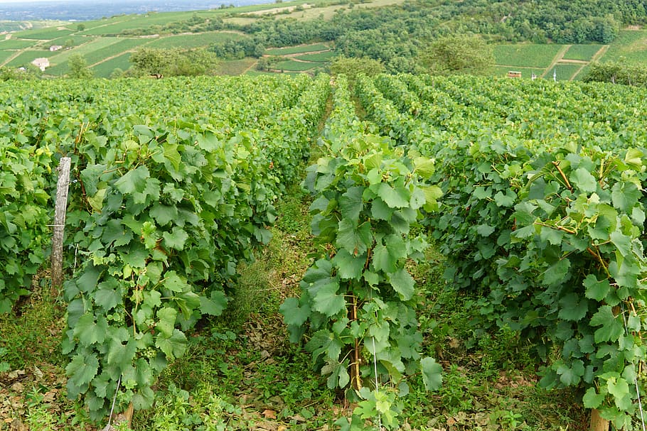 france, burgundy, vineyard, wine country, grape vines, growth, HD wallpaper