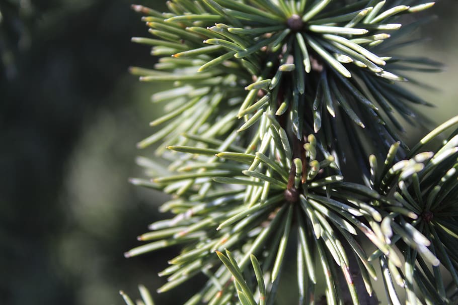 pine tree, macro, nature, green, landscape, forest, plant, green color HD wallpaper