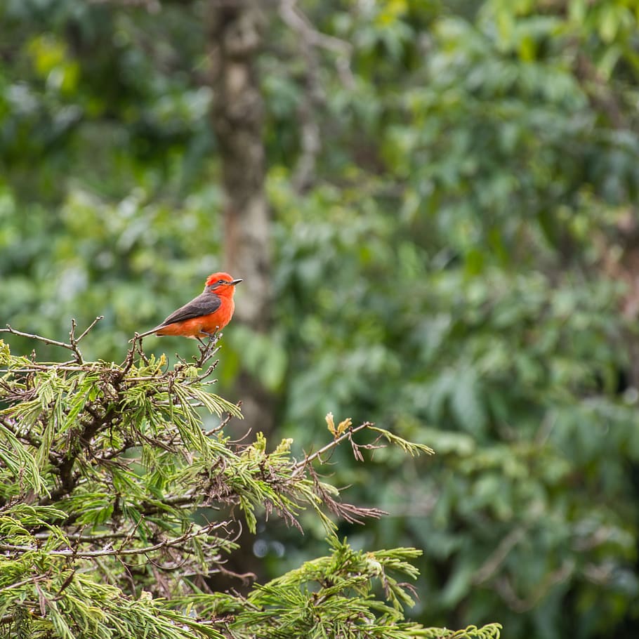 red and gray bird perched on tree, animal, robin, bee eater, forest HD wallpaper