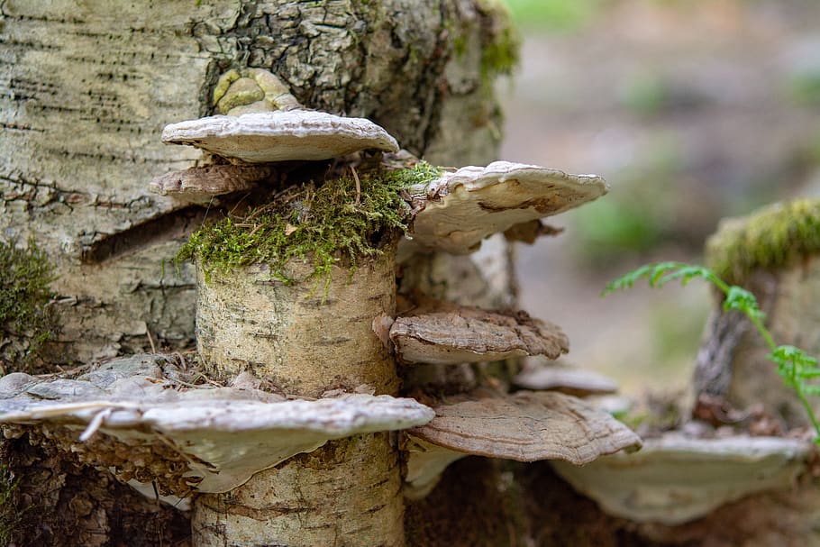 forest floor, birch, mushroom, nature, autumn, brown, moss HD wallpaper