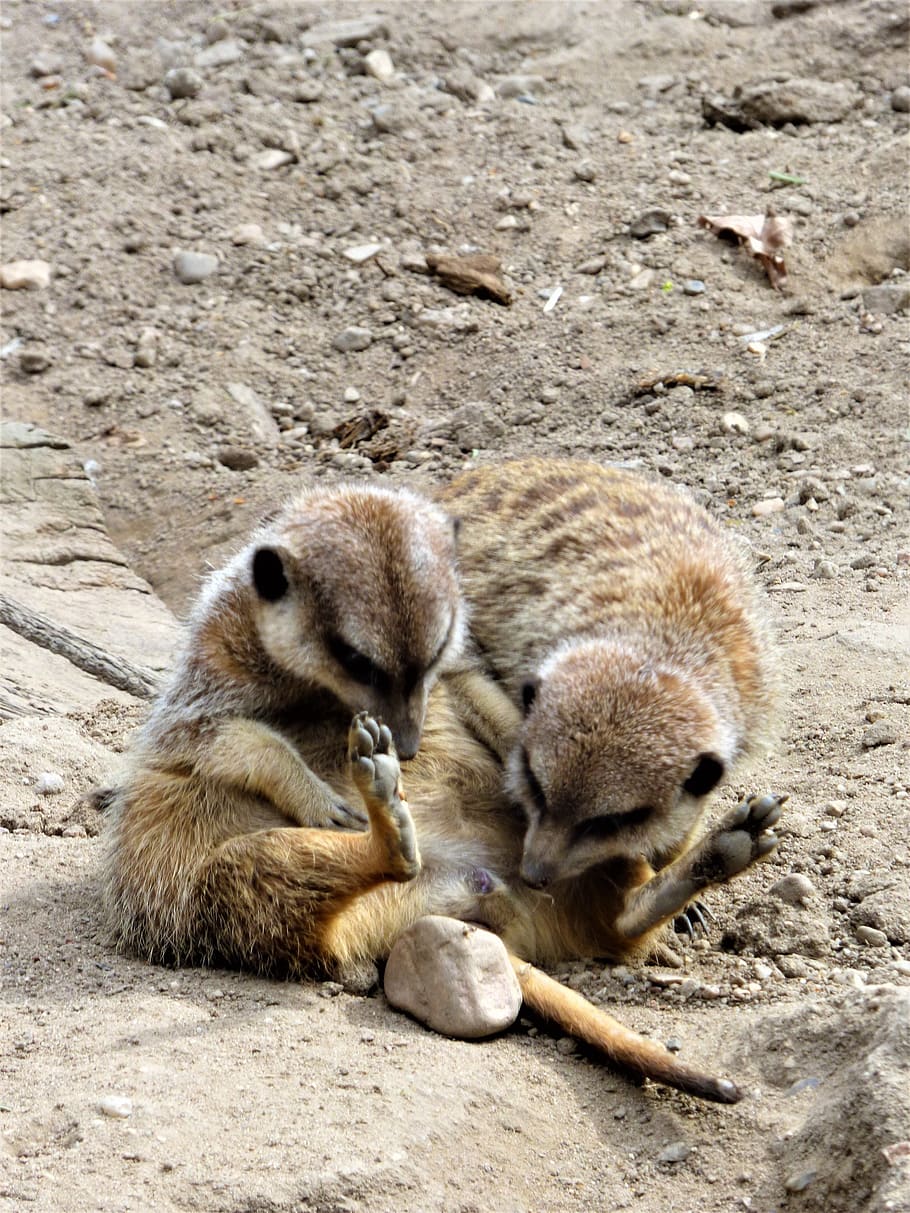 meerkat, marvel, look, laugh, wonders, animal themes, animal wildlife HD wallpaper
