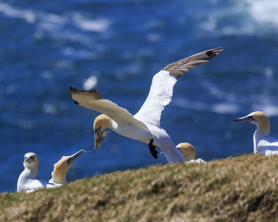 Northern Gannets at Cape St. Mary s, Ecological Reserve in Newfoundland and Labrador, Canada.